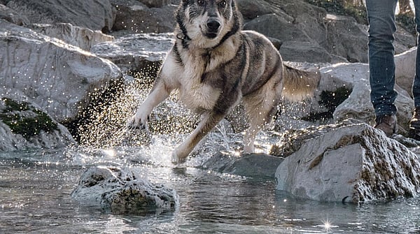 dog running and splashing through a brook whilst its owner looks on